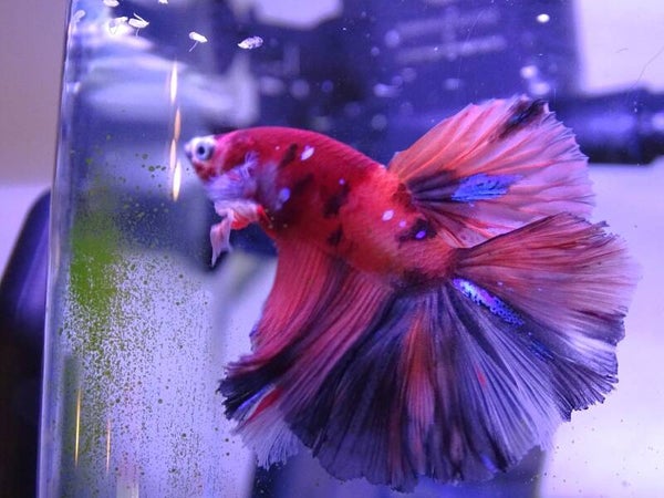 Betta half-moon premium Ragnar Bruxelles