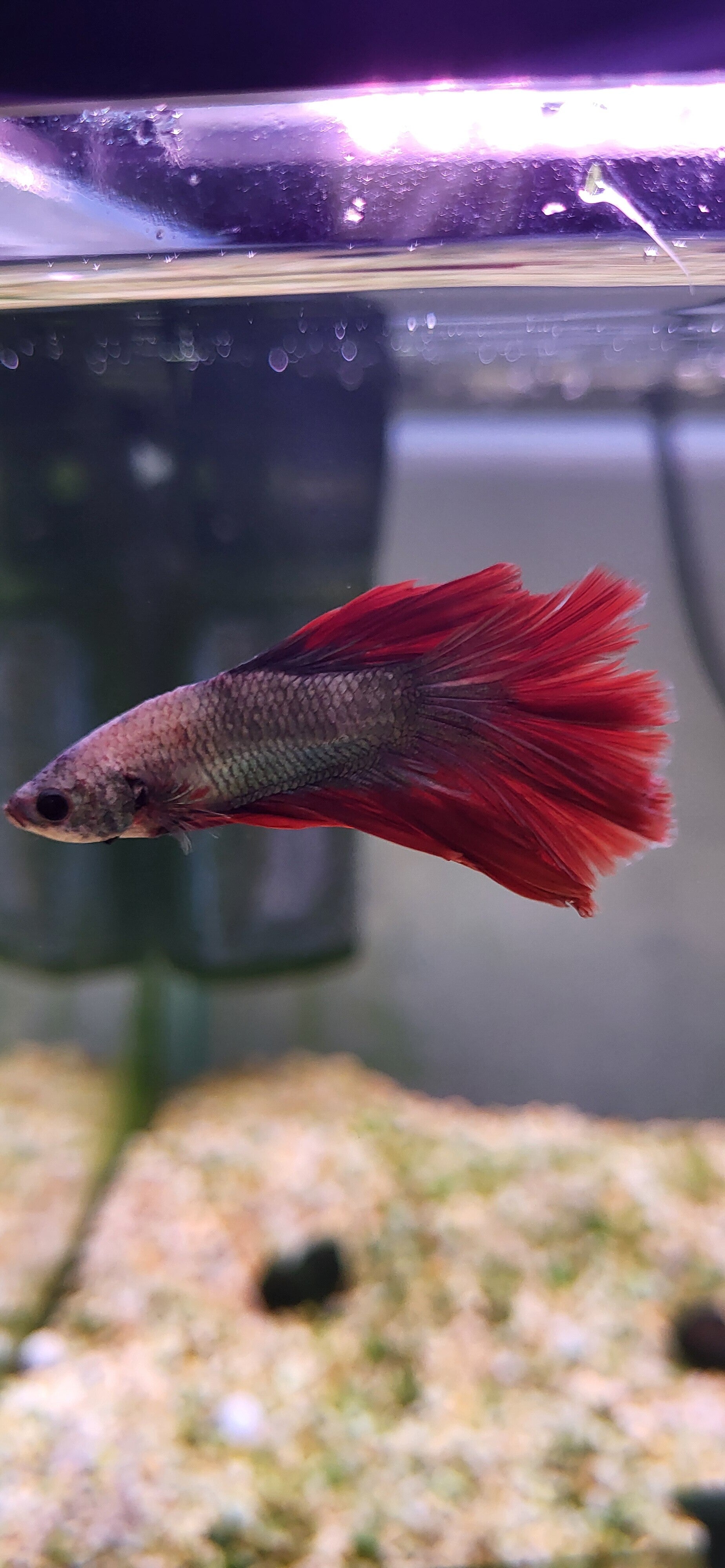 Betta halfmoon dragon rouge