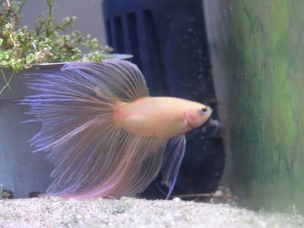 Betta Half-moon Yellow Dimitry