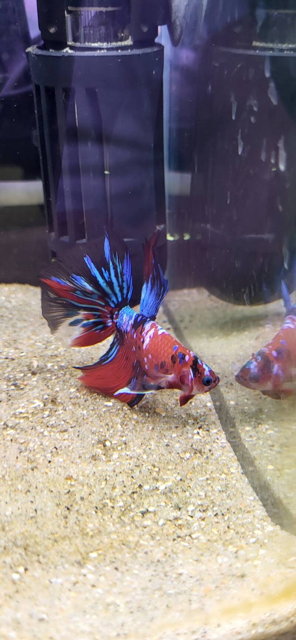 Betta koï
