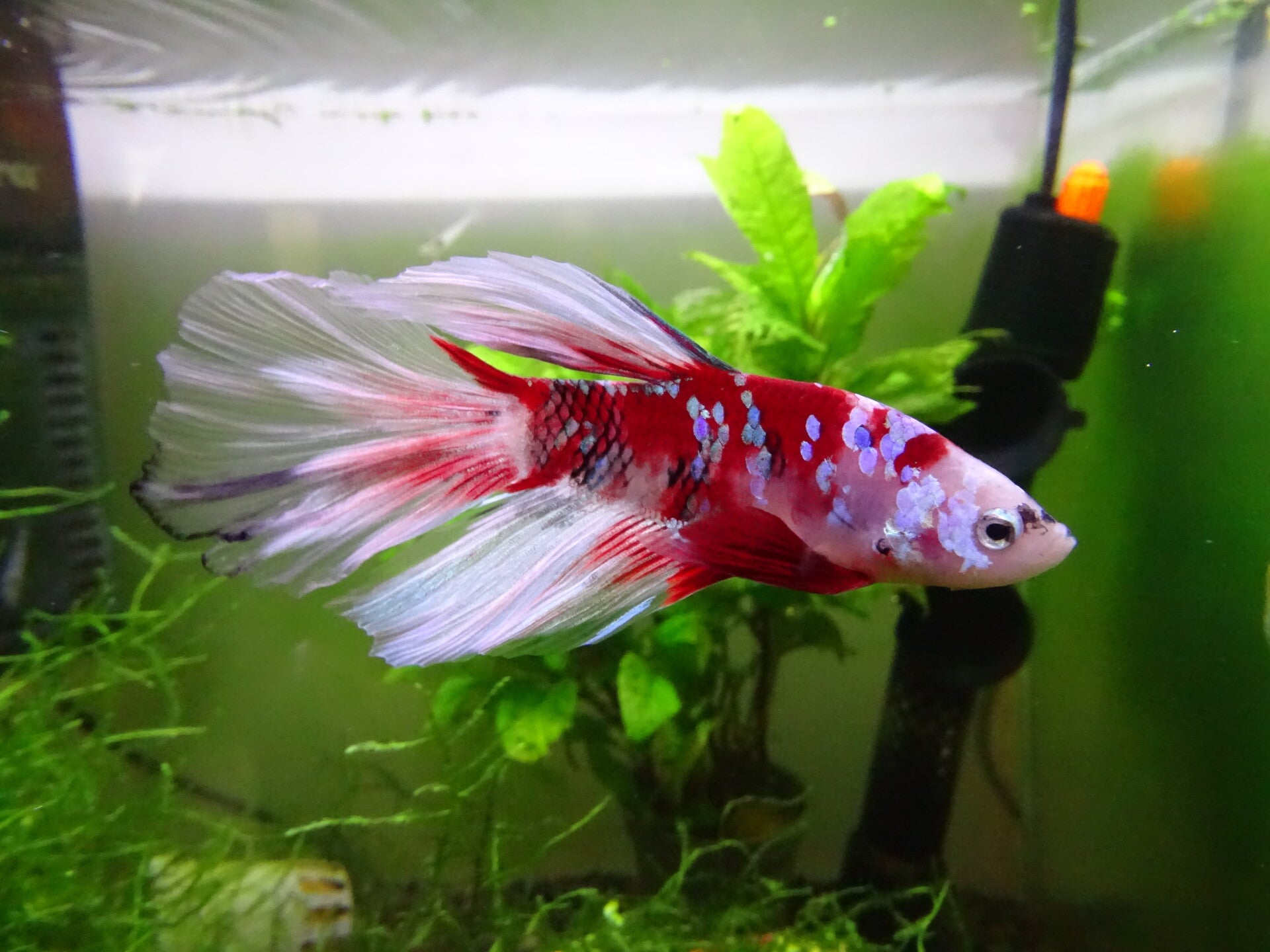 Betta koï Marius