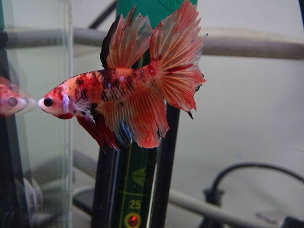 Betta Nemo