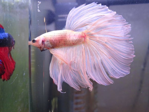 Betta Half-moon Yellow Egon