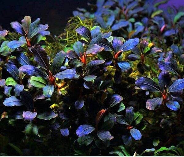 Bucephalandra Deep Purple plante aquarium