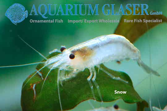 Caridina multidentata amano snow