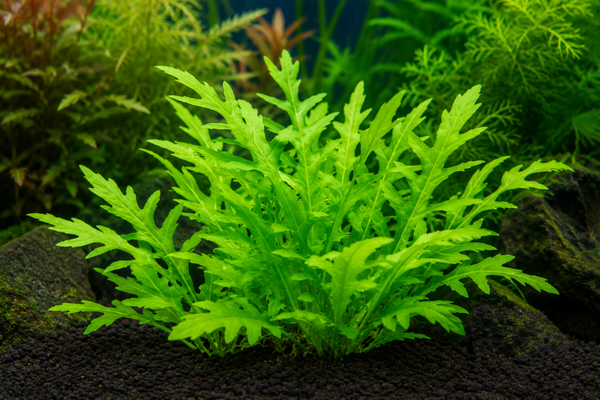 Ceratopteris cornuta Grof – Fougère d’eau