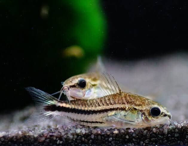 Corydoras pygmaeus