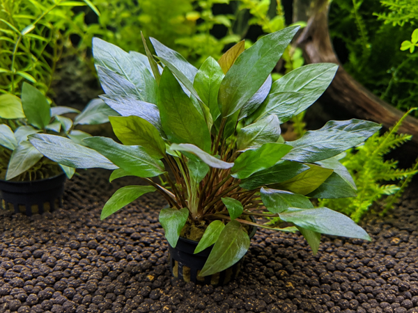 Cryptocoryne beckettii