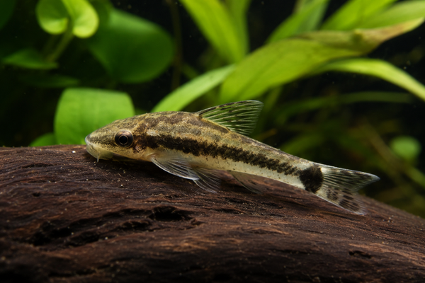 Otocinclus affinis