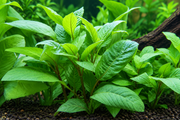 Hygrophila Corymbosa