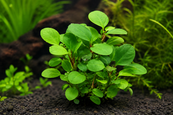 Lobelia cardinalis Mini – Plante d'aquarium