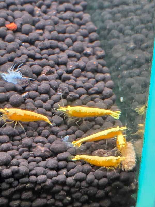 Neocaridina Golden Top