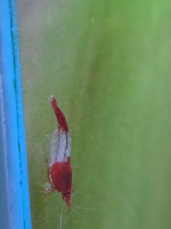 Neocaridina Red Rili