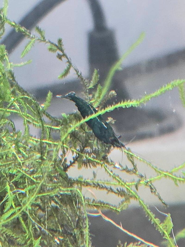 Neocaridina Super Green Jade