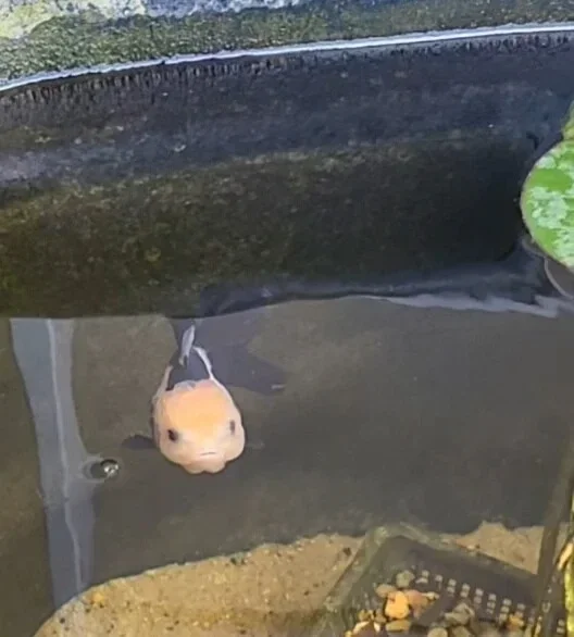 Oranda Panda 7-8 cm