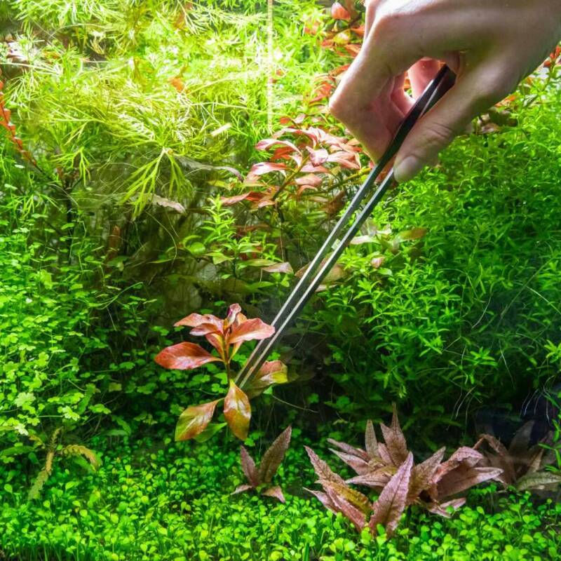 planter l'aquarium