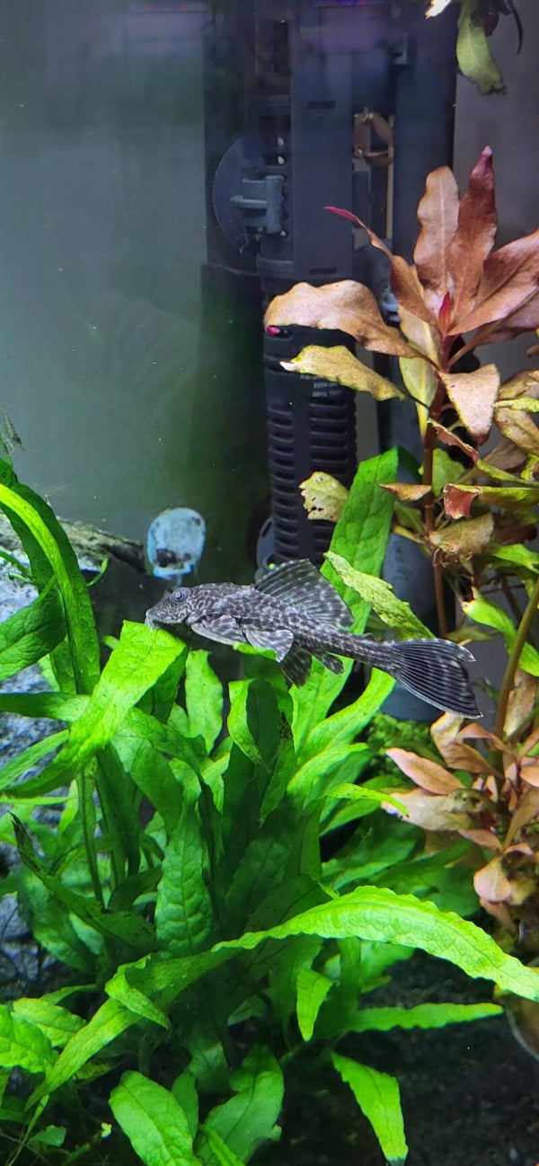 Plecostomus 7-8cm