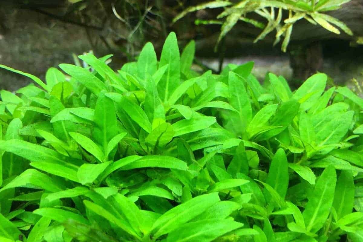 Staurogyna repens