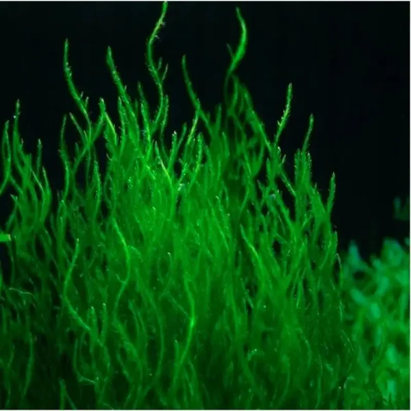 Mousse de java Taxiphyllum sp flame