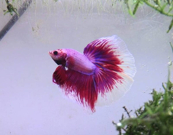 Betta rosetail Weslay