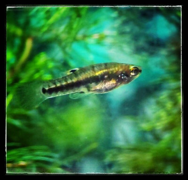 Least Killifish (Heterandria formosa) 3 pack