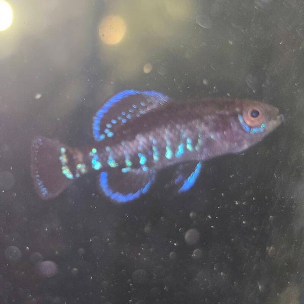 One adult Elassoma Gilberti