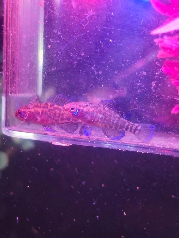 Breeding pair of Elassoma Gilberti