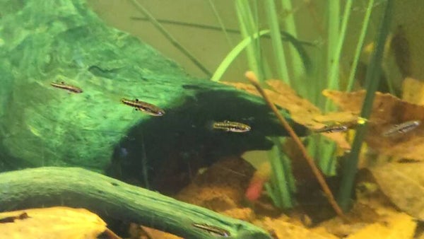 School of 12 least Killfish