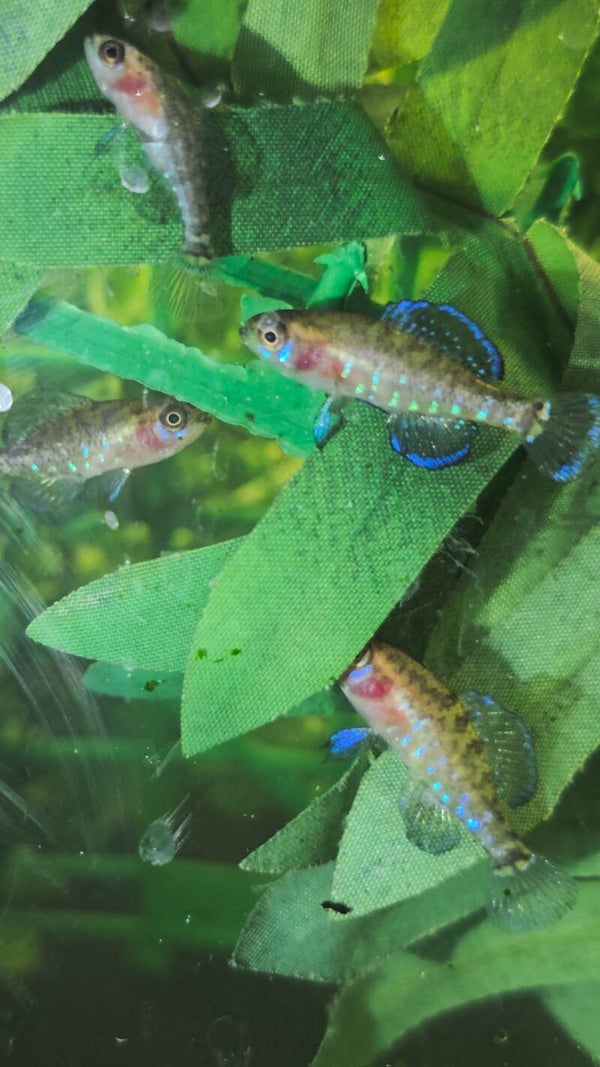 Trio Elassoma Gilberti