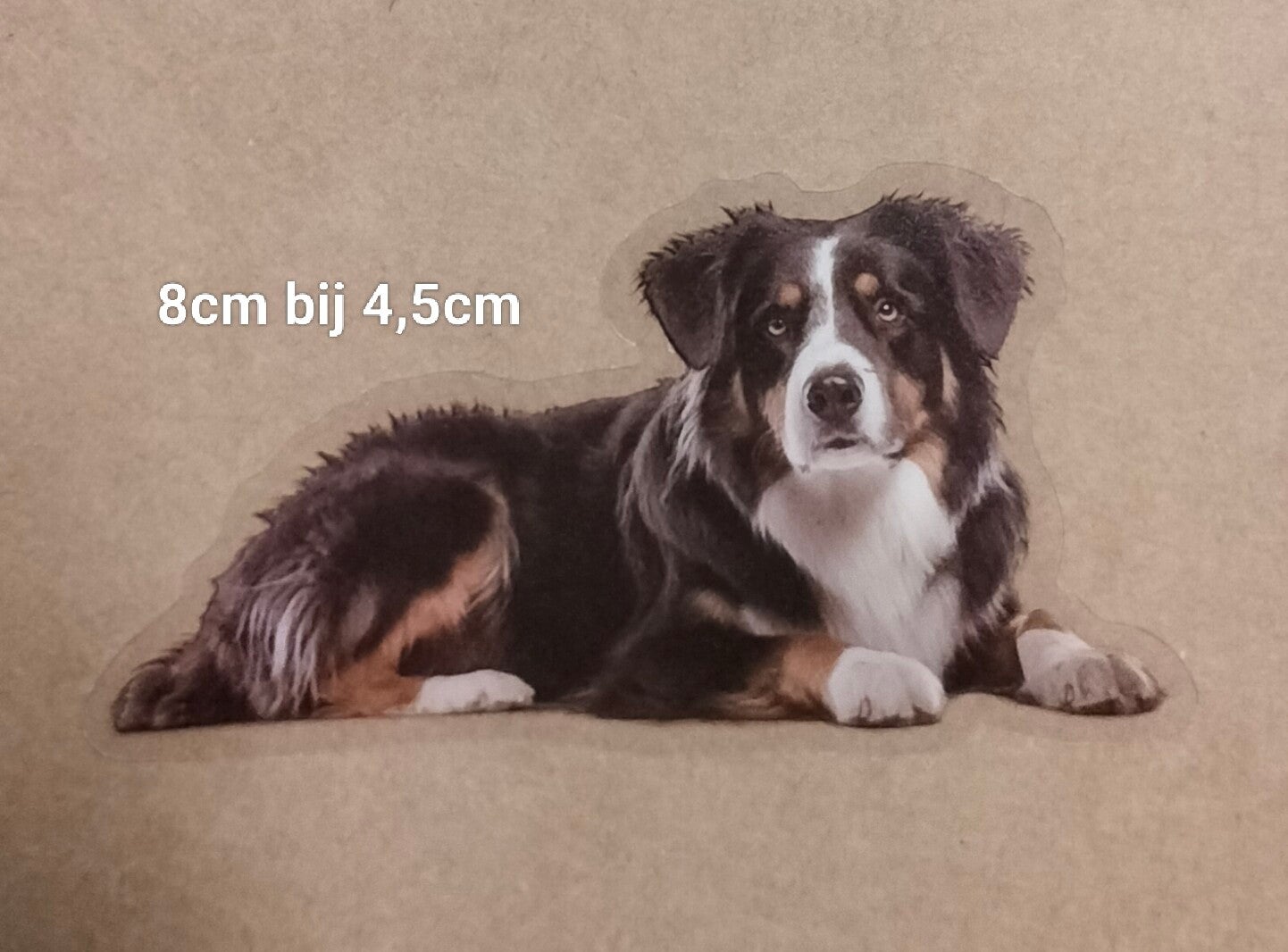 Sticker Australische Herder "Aussie"