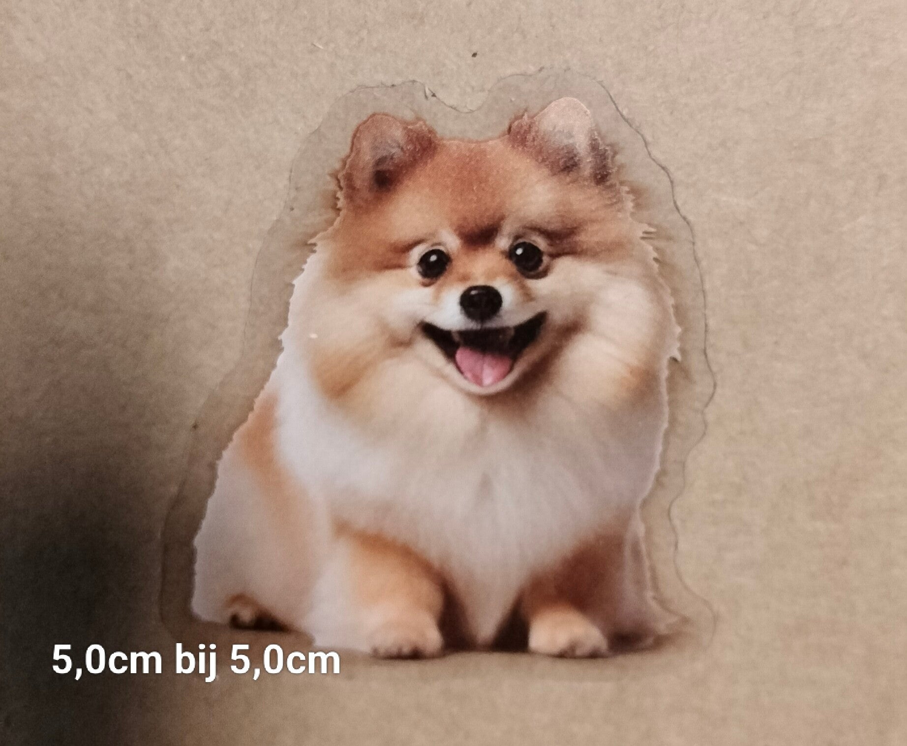 Sticker Pomeriaan (Dwergkees)