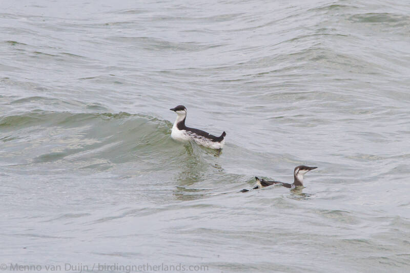 CommonGuillemotUriaaalgewinterplumage-2109251732.jpg