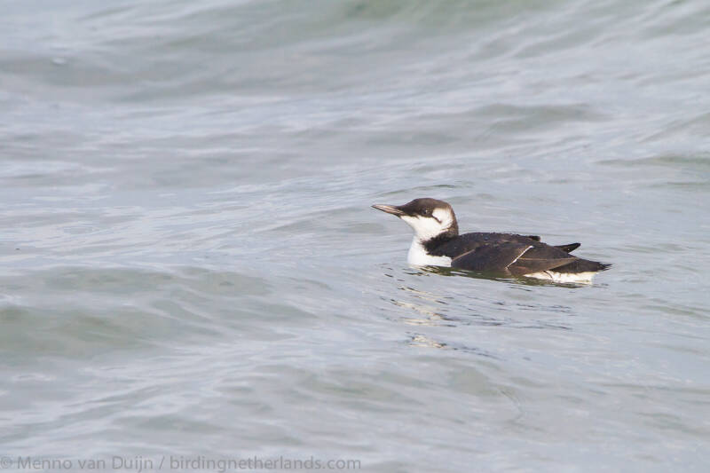 CommonGuillemotUriaaalgewinterplumage-2109251754.jpg
