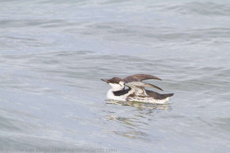 CommonGuillemotUriaaalgewinterplumage-2109251760.jpg