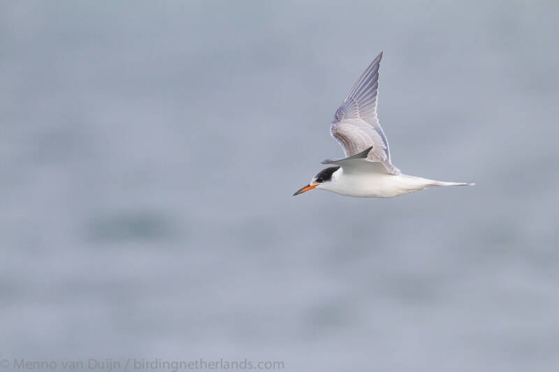 CommonTernSternahirundojuvenileflight-2109251821.jpg