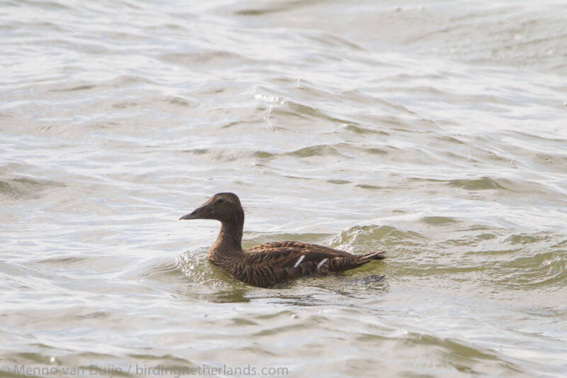 Eider-2109251867.jpg