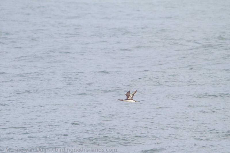 Red-throatedDiver-2109251786.jpg