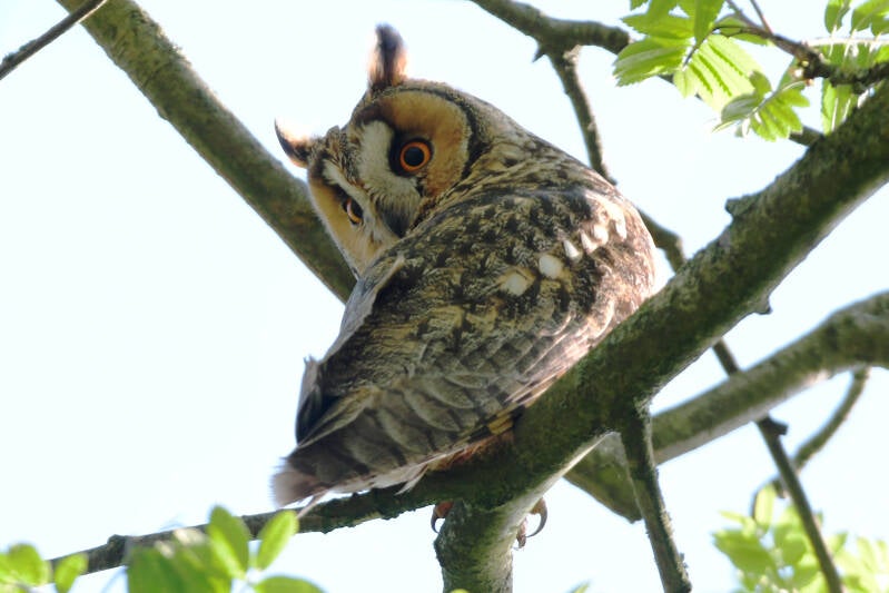 long-earedowlrotterdam20230427vvdsjpg.jpg
