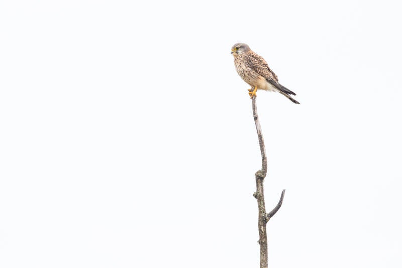 torenvalk-common-kestrel-falco-tinnunculus-9013-standard.jpg