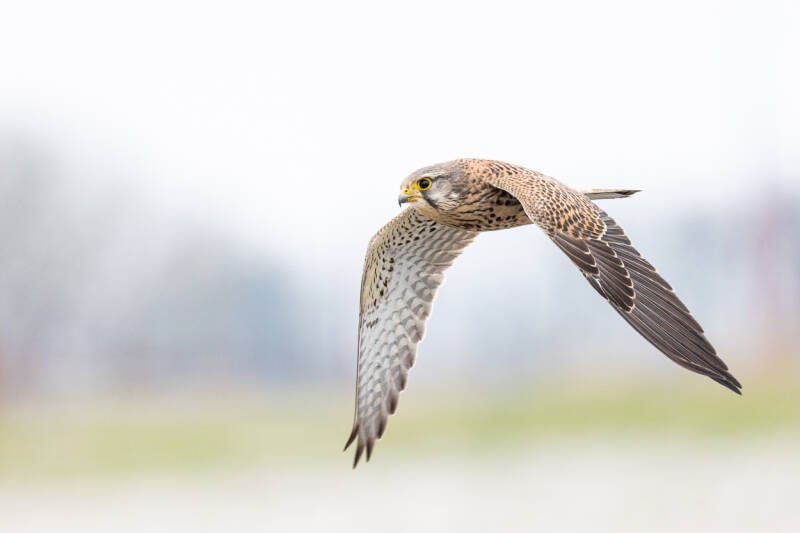 torenvalk-common-kestrel-falco-tinnunculus-9035-standard.jpg