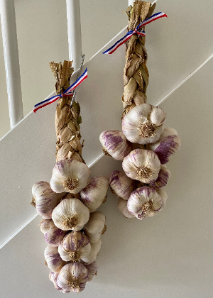 Violet knoflook streng