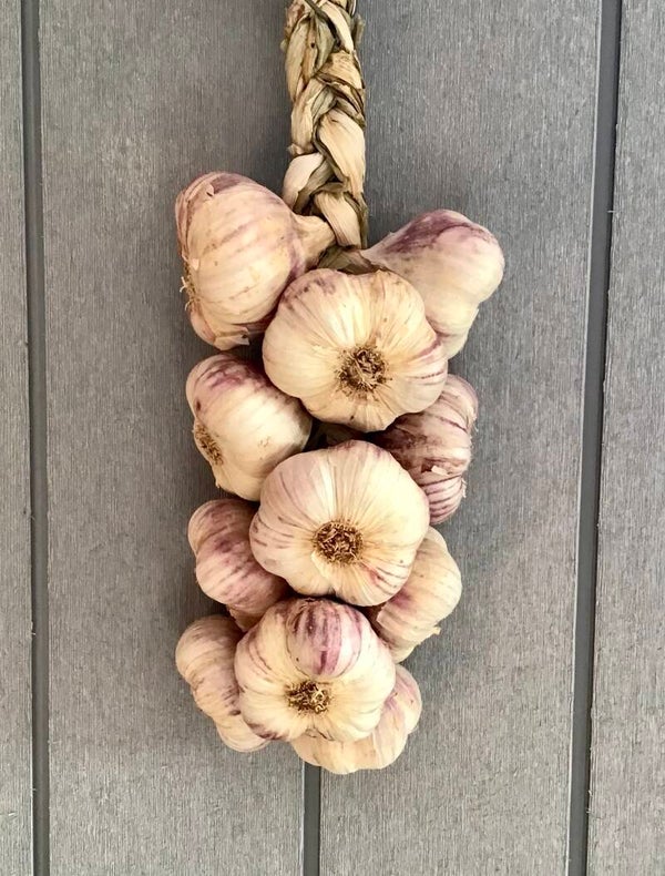 Violet knoflook streng