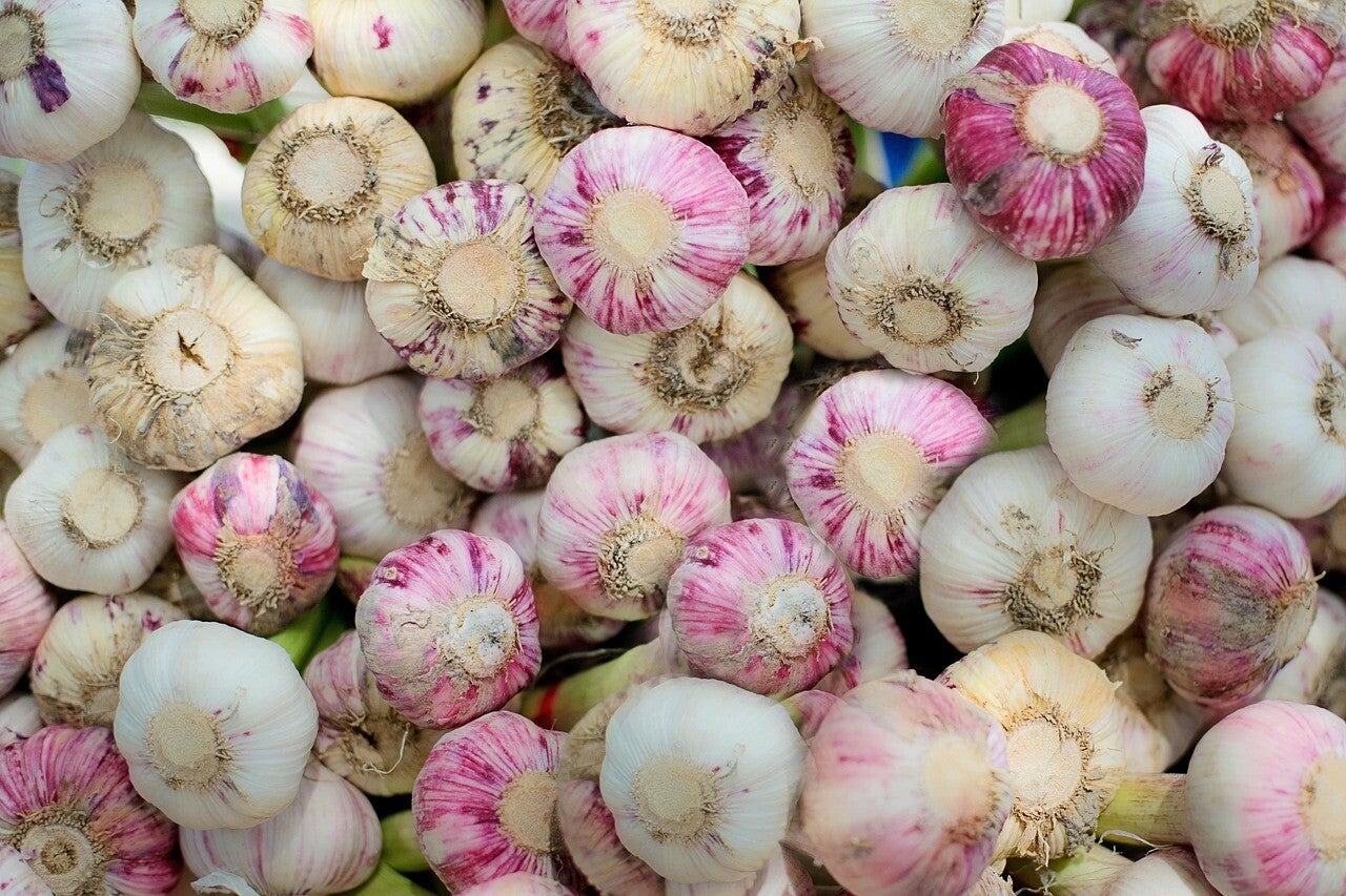 Violet knoflook, 1 losse bol