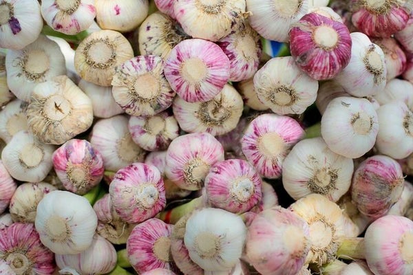 Violet knoflook, 1 losse bol