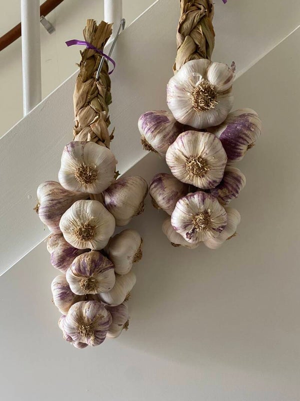 Violet knoflook , los per bol