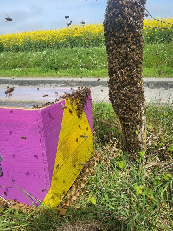 ESSAIM ABEILLES SOS