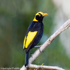 bowerbird-regent-25-3-web-standard.jpg