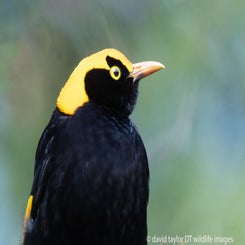 bowerbird-regent-close-1-web-standard.jpg