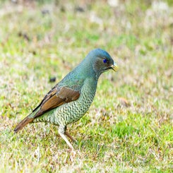 bowerbird-satin-25-2-web-standard.jpg