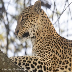 leopard-9-web-standard.jpg